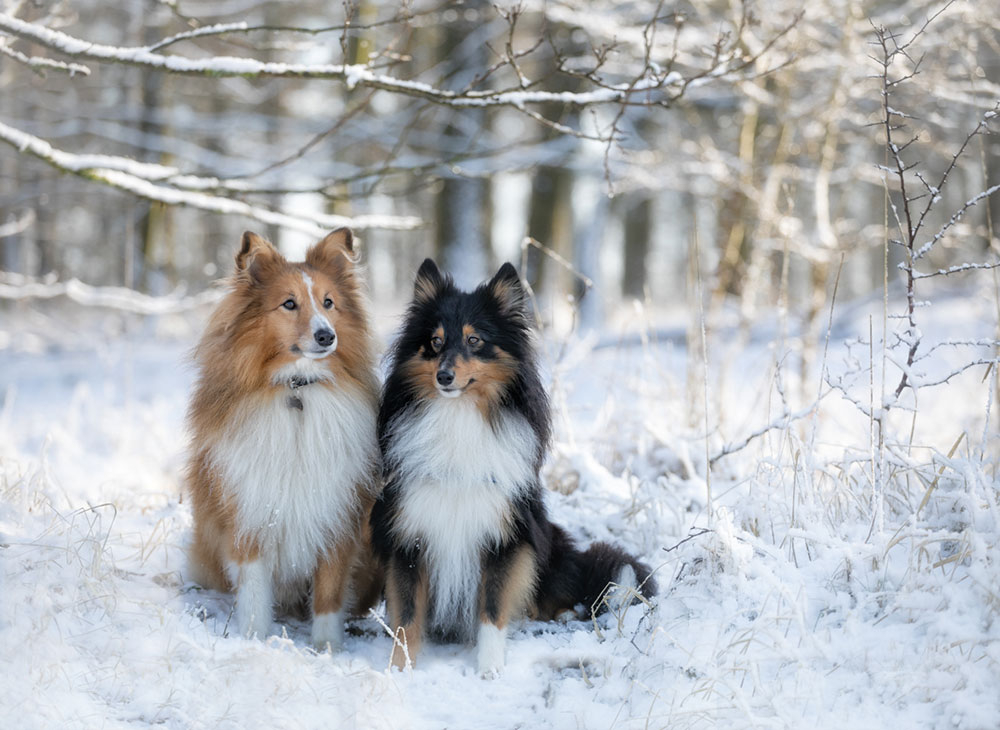 Hundefotos-outdoor-im Winter