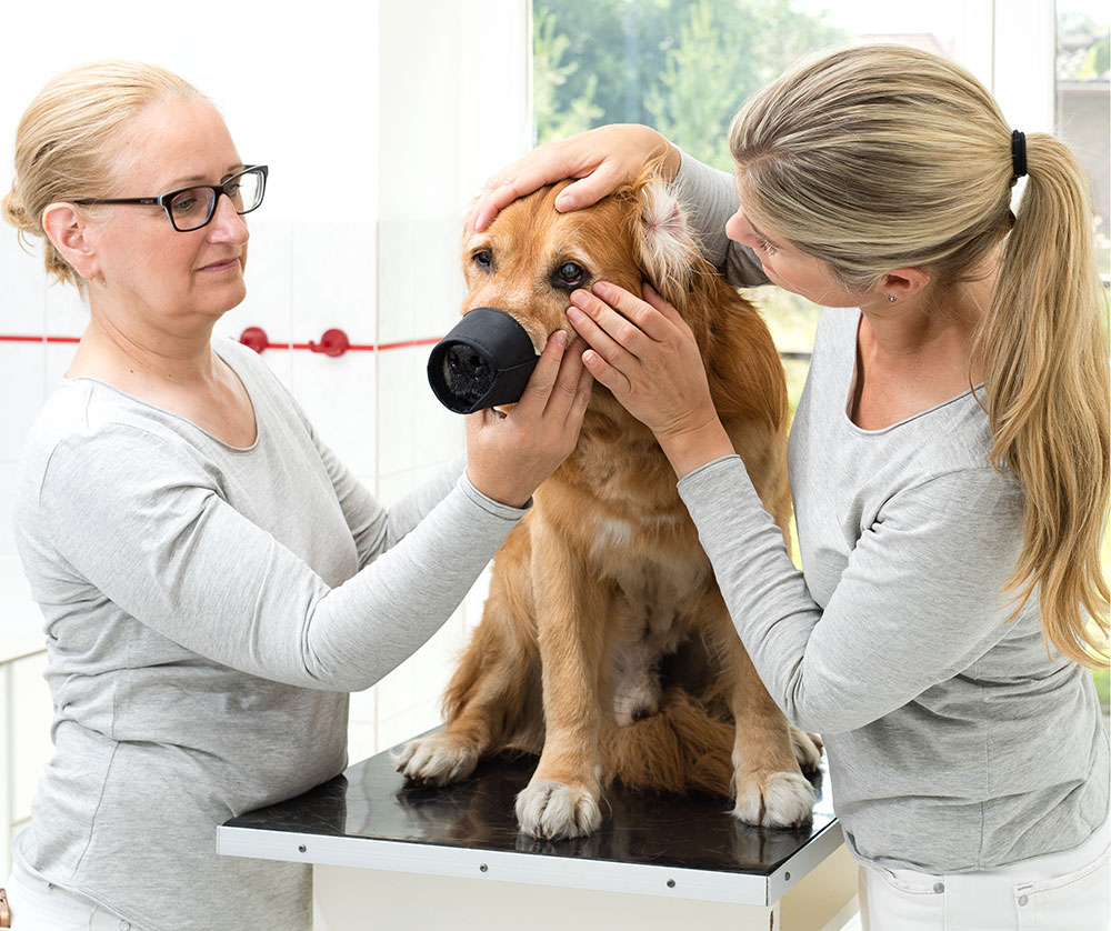 Tierärzte untersuchen einem Hund