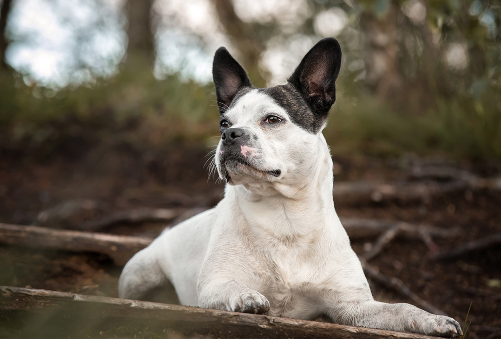 Porträt Frenchbulldogmix outdoor