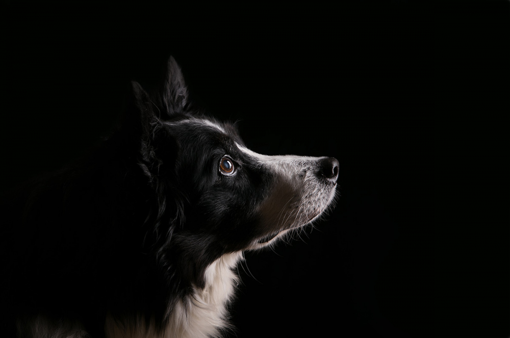 Hundefotos mit Licht gestalten