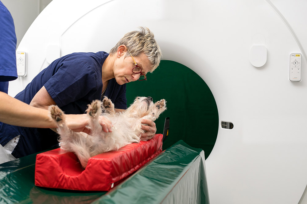 Ein Hund wird für ein MRT vorbereitet