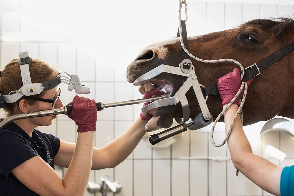 Tierärztin bei der Zahnreinigung in der Pferdeklinik Fischer GmbH