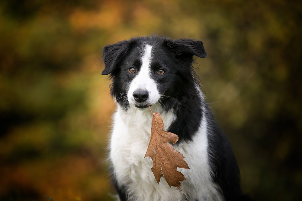 Herbststimmung-mit-Hund