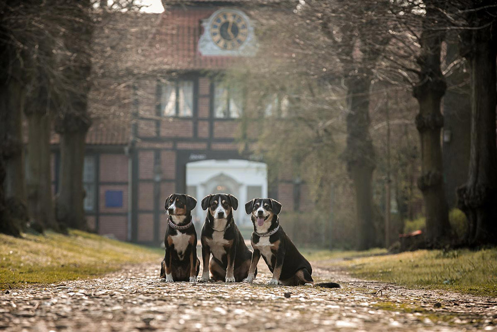 Drei Entlebucher Sennenhunde vor historischer Backsteinkulisse