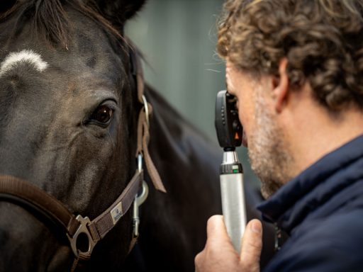 Tierarzt - Augenuntersuchung beim Pferd - Tierklinik